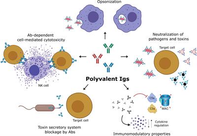 Polyvalent human immunoglobulin for infectious diseases: Potential to circumvent antimicrobial resistance